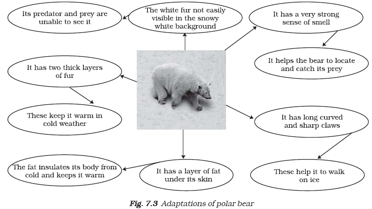 Мишка перевести на английский. Полярный медведь на английском. Английский текст Polar Bear. Текст про полярного медведя на английском. Reading about Polar Bears.